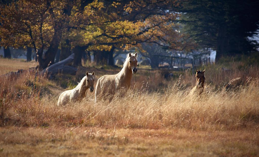 Dynasty Red Mountain Ranch Apartamento Clarens Exterior foto